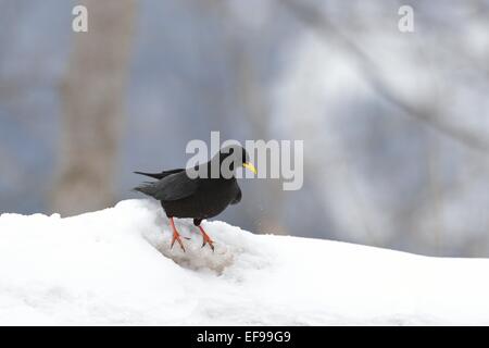 Alpine Chough - Yellow-billed Chough (Pyrrhocorax graculus) looking for food in the snow Stock Photo