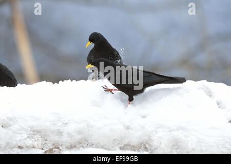 Alpine Chough - Yellow-billed Chough (Pyrrhocorax graculus) flock looking for food in the snow Stock Photo