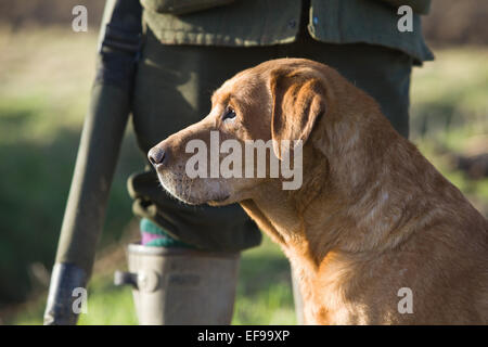 A Golden Labrador Retriever with its owner on a pheasant shoot in England Stock Photo