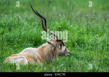 Addax / white antelope / screwhorn antelope (Addax nasomaculatus) native to the Sahara desert Stock Photo