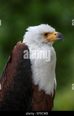 Close up of African Fish Eagle / African Sea Eagle (Haliaeetus vocifer) native to sub-Saharan Africa Stock Photo