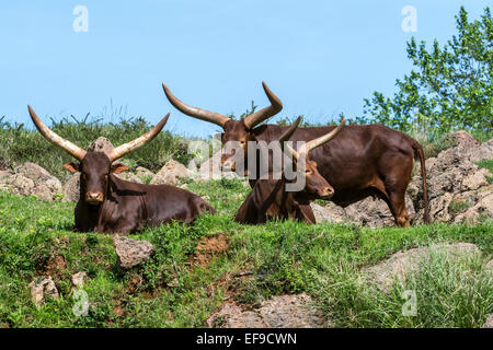 Herd of Watusi / Ankole-Watusi / Ankole longhorn (Bos taurus) cows with distinctive horns, breed of Sanga cattle Stock Photo