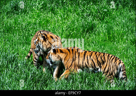 Two Bengal tigers (Panthera tigris tigris) native to India, Bangladesh, Nepal and Bhutan watching prey in grassland Stock Photo
