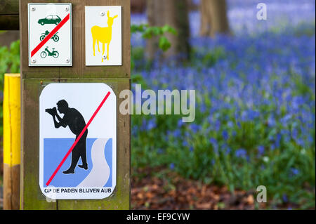 Bluebells in woodland and prohibition sign warning photographers not to leave the paths, Hallerbos / Halle forest, Belgium Stock Photo