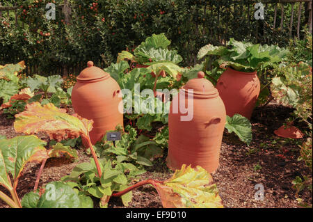 Terracotta Rhubarb Forcing Pots in the Fruit and Vegetable Garden at Rosemoor in Devon, England, UK Stock Photo