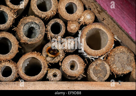 Mason bee / builder bee / European orchard bee Osmia cornuta - laden with pollen and nectar - nesting in hollow stem at insect hotel for solitary bees Stock Photo