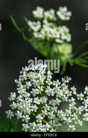 Caraway / meridian fennel / Persian cumin (Carum carvi) in flower Stock Photo