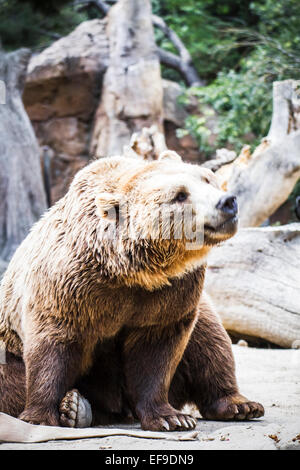 beautiful and furry brown bear Stock Photo