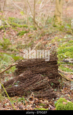 woodland barbed wire Stock Photo