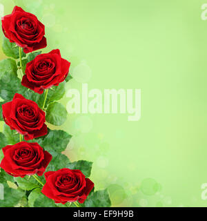 Red rose flowers corner isolated on white background Stock Photo - Alamy
