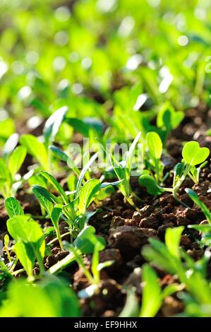green choysum in growth at field Stock Photo