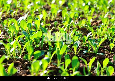 green choysum in growth at field Stock Photo