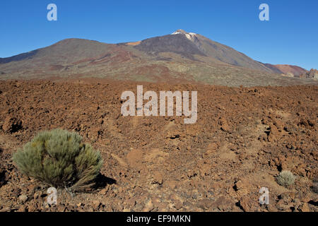 Teide broom (Spartocytisus supranubius, Spartocytisus nubigenus) Endemic to the Canary Islands, in front of Teide and Pico Viejo Stock Photo