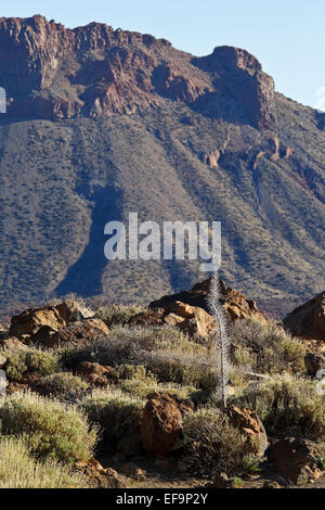 Tower of jewels (Echium wildpretii)  finished blooming, winter, Las Cañadas del Teide Stock Photo