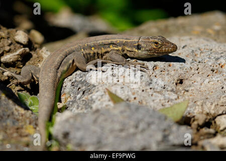 Northern Tenerife Lizard (Gallotia galloti eisentrauti), Stock Photo