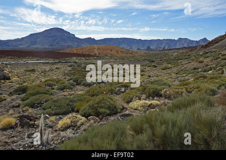 Teide broom (Spartocytisus supranubius, Spartocytisus nubigenus), Fabaceae, Endemic to the Canary Islands. Las Stock Photo