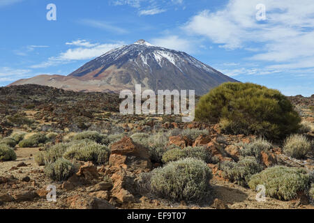 Teide broom (Spartocytisus supranubius, Spartocytisus nubigenus), in front of Teide, Endemic to the Canary Stock Photo