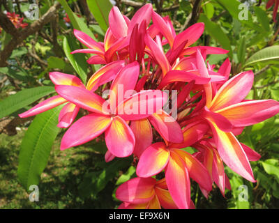 Tropical Flowers in Nassau Stock Photo - Alamy