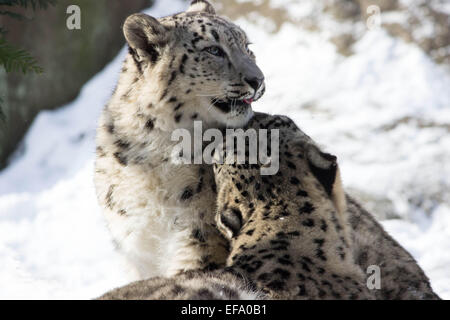 Young leopards- One of the two leopard cubs snuggles up to Papa for warmth in the freshly fallen snow at the Bronx Zoo NY... Stock Photo
