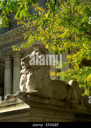 Sculpted by Edwin Clark Potter in 1911, the lion nicknamed 'Fortitude' decorates the New York Public Library on Fifth Avenue. The other lion is nicknamed 'Patience.' Stock Photo