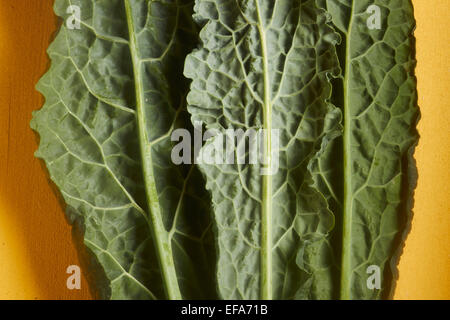 raw fresh Tuscan Kale Stock Photo