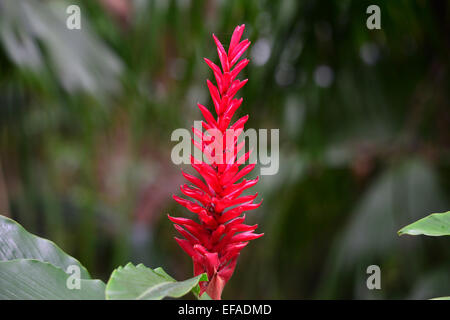 Turmeric (Curcuma longa), flower, Reunion Stock Photo