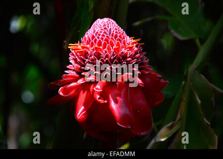 Torch Ginger (Etlingera elatior), flower, Reunion Stock Photo