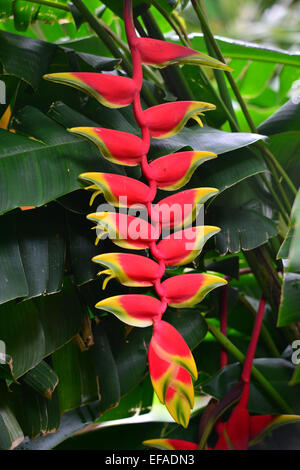 Red heliconia (Heliconia pendula), flower, Reunion island, Indian Ocean ...