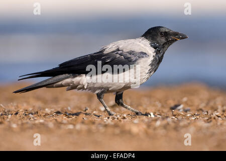 Hooded Crow (Corvus corone cornix), foraging, feeding, Corvidae, Middle Elbe Biosphere Reserve, Saxony-Anhalt, Germany Stock Photo