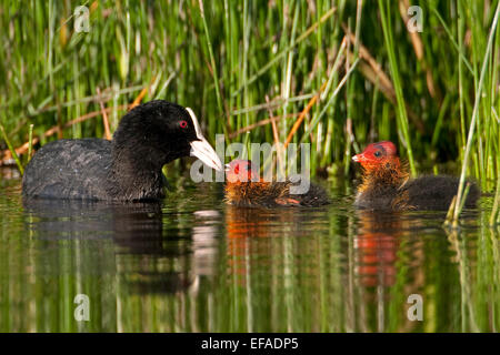 Eurasian Coot (Fulica atra), with chicks, leading chicks and feeding them, Middle Elbe Bisphere Reserve, Saxony-Anhalt, Germany Stock Photo