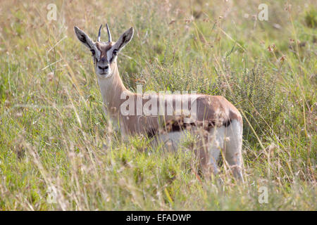 A young Thomson's gazelle (Eudorcas thomsonii) looking at camera in Serengeti National Park, Tanzania Stock Photo