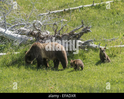 Grizzly (Ursus arctos horribilis), female with two cubs, Yellowstone National Park, Wyoming, United States Stock Photo