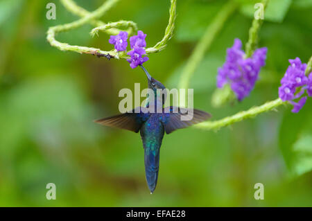 Violet-crowned Woodnymph (Thalurania colombica), in flight, feeding on nectar from flower, Puntarenas Province, Costa Rica Stock Photo