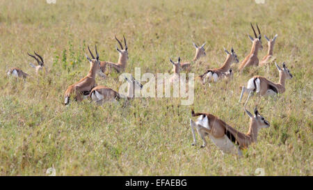 A herd of Thomson's gazelle (Eudorcas thomsonii) running away in Serengeti National Park, Tanzania Stock Photo