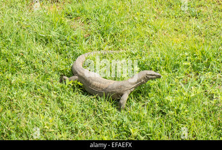 Indian Monitor Lizard at Yala National Park.Sri Lanka. Stock Photo