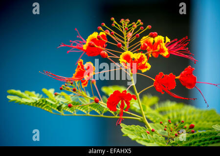 Poinciana (Caesalpinia pulcherrima), with red and yellow flowers, in a flower garden, Vinales Valley, Viñales Stock Photo