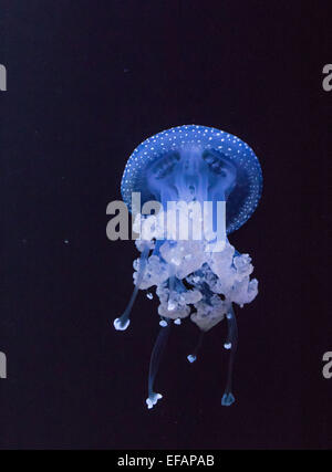 White-spotted Jellyfish, Phyllorhiza punnctata, photo: January 04, 2015. Stock Photo