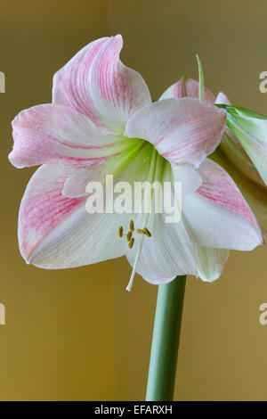 Single flower in the head of Hippeastrum 'Apple Blossom', the florist's Amaryllis Stock Photo