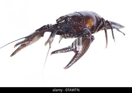 big crayfish on white background Stock Photo