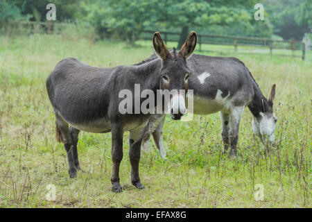 Chocolate brown and skewbald male donkeys in pasture. Stock Photo