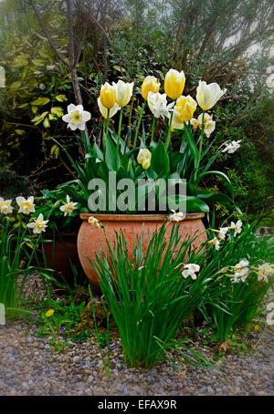 Large pot with yellow and white Tulips and Narcissus flowers in a garden in Ireland Stock Photo