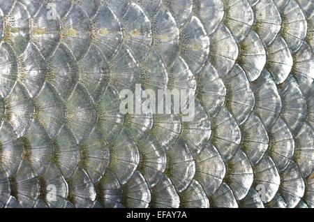 background salmon's skin with scales Stock Photo