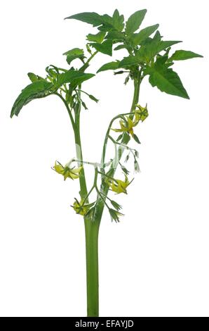 the inflorescence of tomato on white background Stock Photo