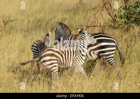 A group of three young and baby common zebras, Equus Quagga, playing in Serengeti National Park, Tanzania Stock Photo