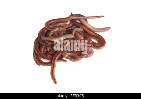 bunch earthworms on white background Stock Photo
