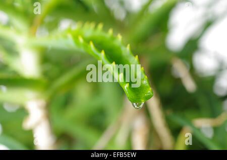 dripping from aloe's leaf clear juice Stock Photo