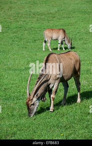 Common elands / southern eland / eland antelope (Taurotragus oryx) grazing in grassland