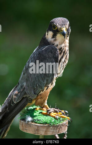 Eurasian hobby (Falco subbuteo) used in falconry on block perch Stock Photo