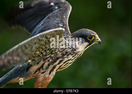 Eurasian hobby (Falco subbuteo) spreading wings for taking off Stock Photo