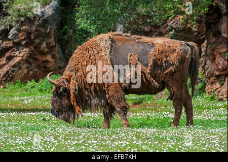 Moulting European bison / Wisent (Bison bonasus) grazing grass in meadow in spring Stock Photo